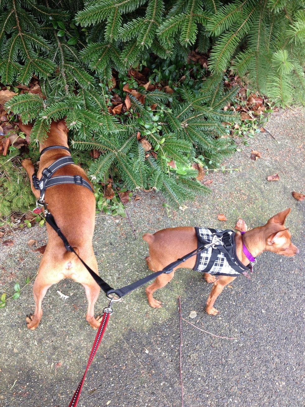 Samantha is on the lookout for other dogs.