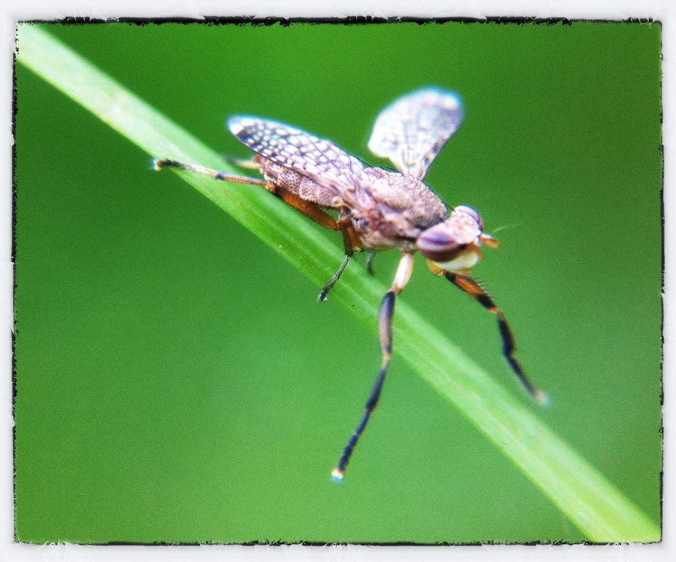 Sample macro with avaliable light