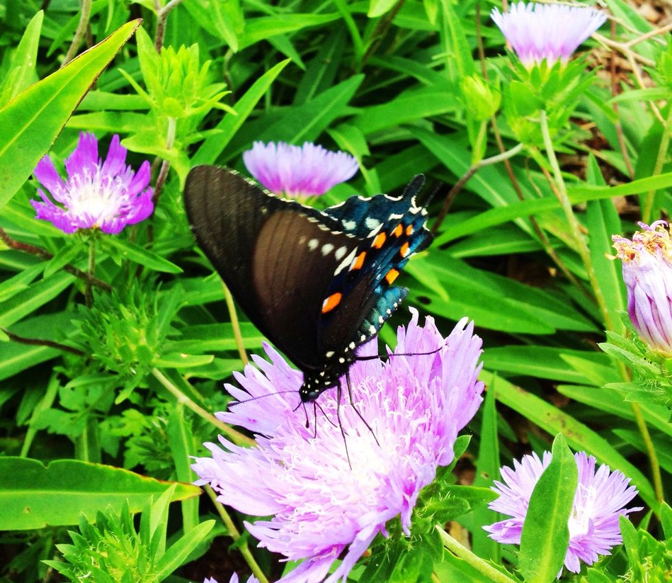 Saturation, brightness and contrast bring out colors best. I suggest using Snapseed for this.