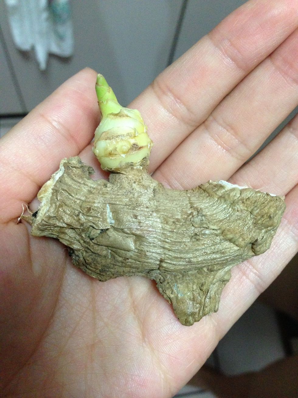 Save a root long enough for it to grow these little nubs. (It doesn't take that long)