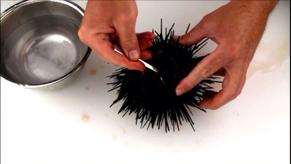 Scoop the roe or gonads from the shell.