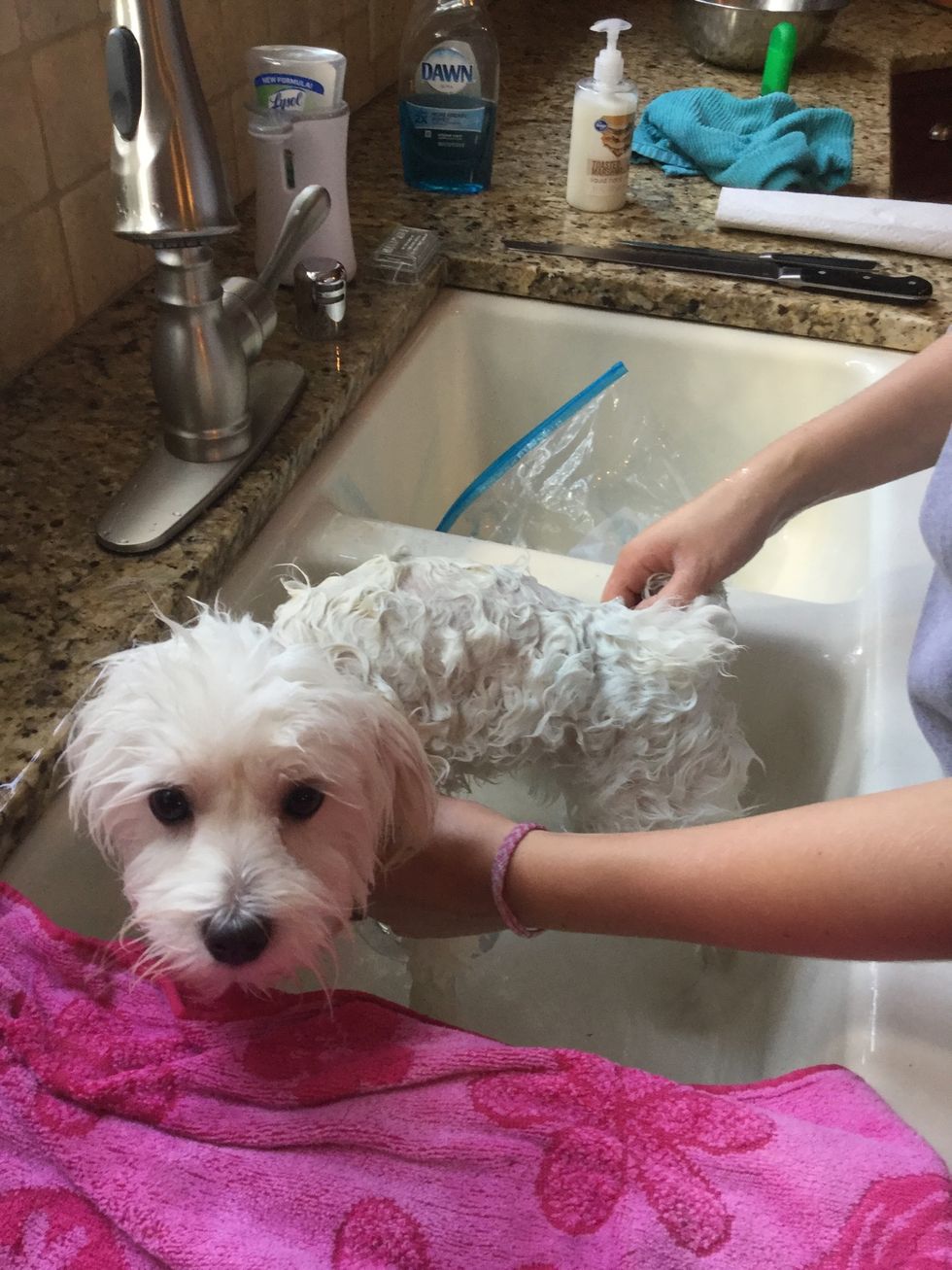 Scrub your dog with soap avoiding the face until your dog is very soapy.