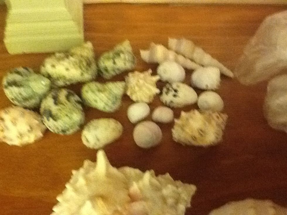 Sea snails are tricky from their many shapes and sizes but they always have a round or ellipsis shape around the entry and the snail-ly kind of shape look on next slide\u23e9\u23e9\u23e9\u23e9