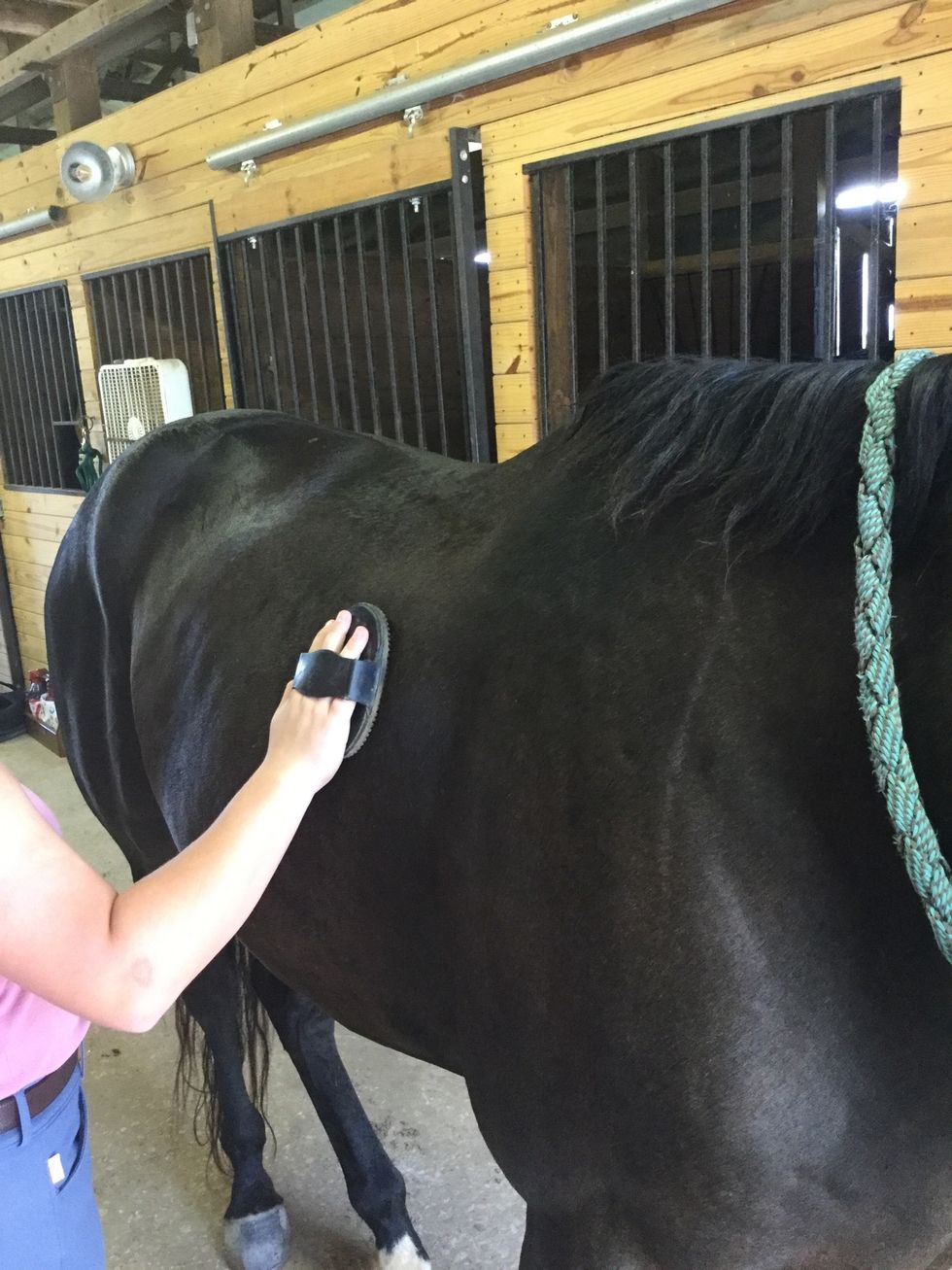 Secure your horse and use a curry comb to rub in small circular motions all along the body, skipping the head and lower legs.