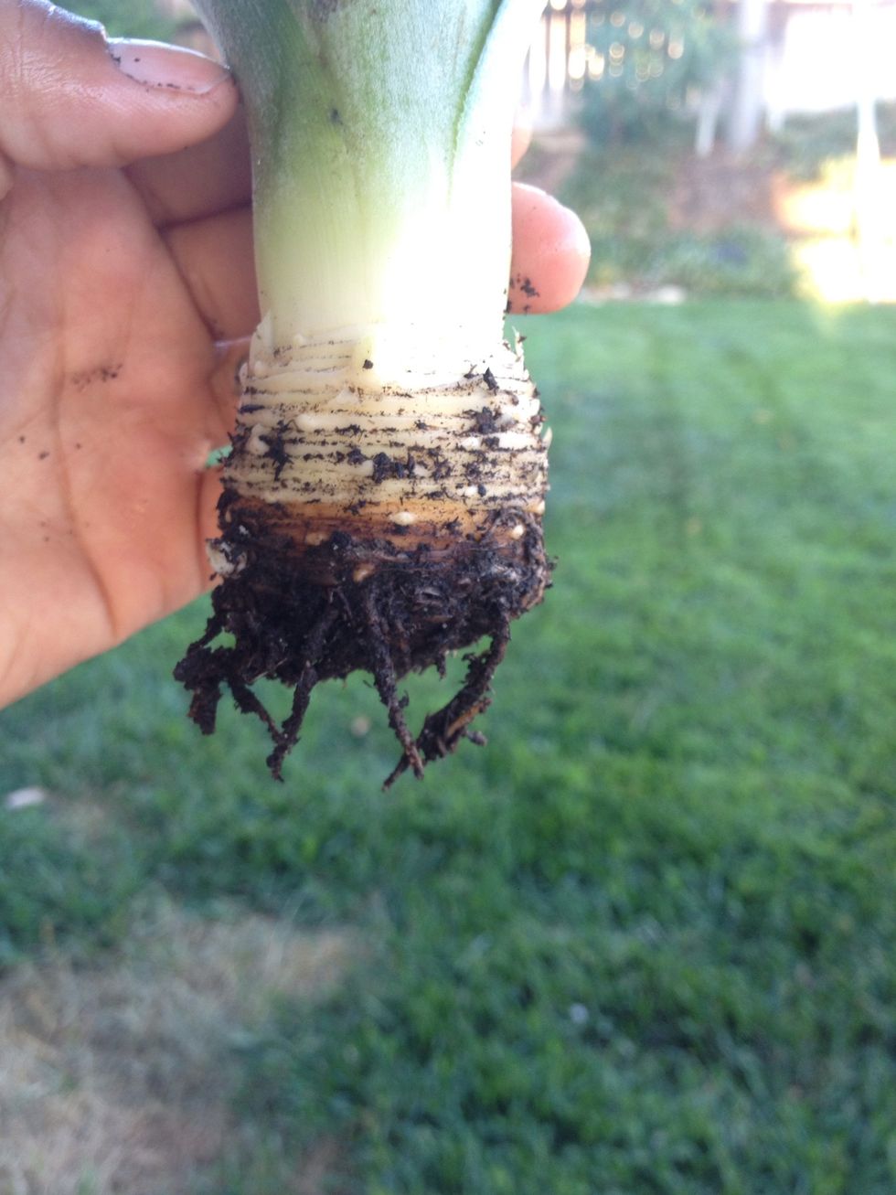 See how much the roots have grown??