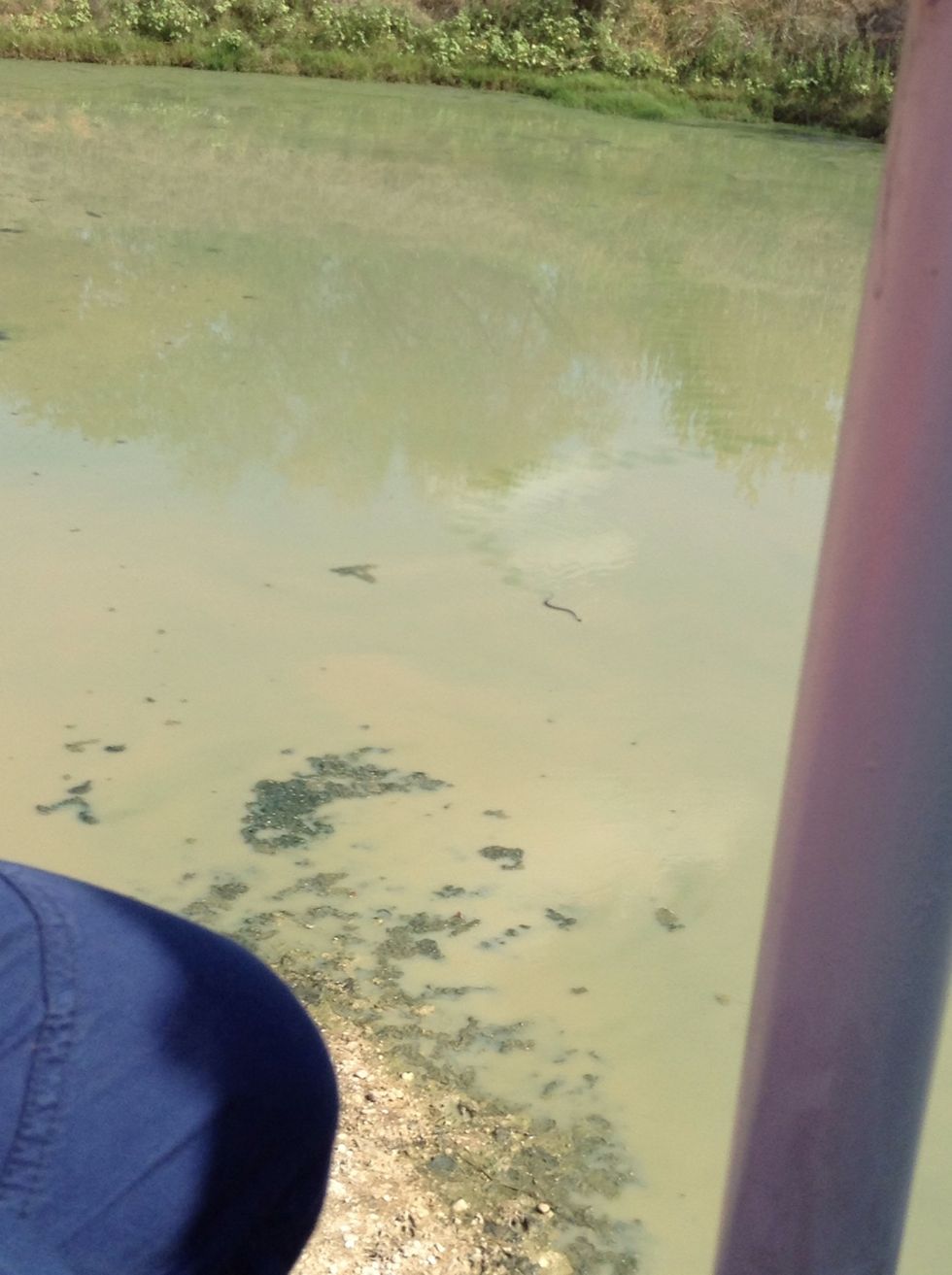 See that squiggly thing in the water? That is a water snake! How cool is that?