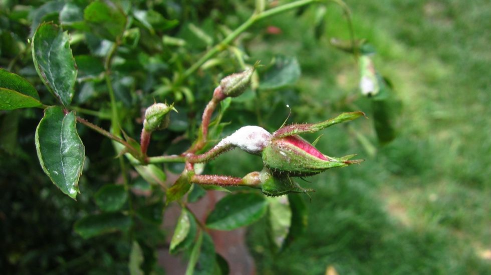 See the white fungus on this Rose? Cinnamon Oil will prevent this from happening. Ceylon Cinnamon Oil is non toxic to humans. Cinnamon Oil is " SAFE " to spray on all your vegetable plants too.