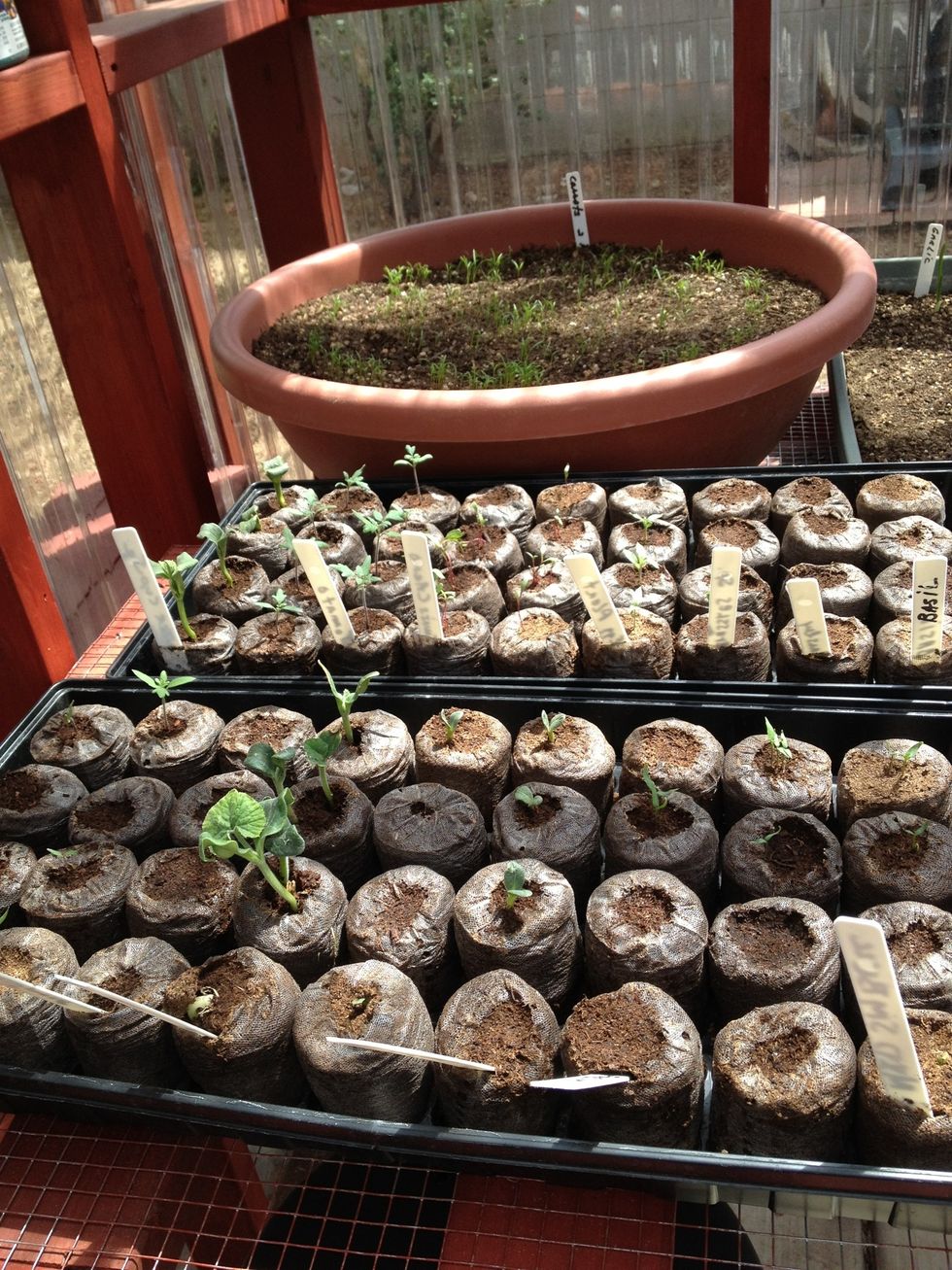 Seeds are sprouting now! We will add an evaporative cooler as we live in Arizona.