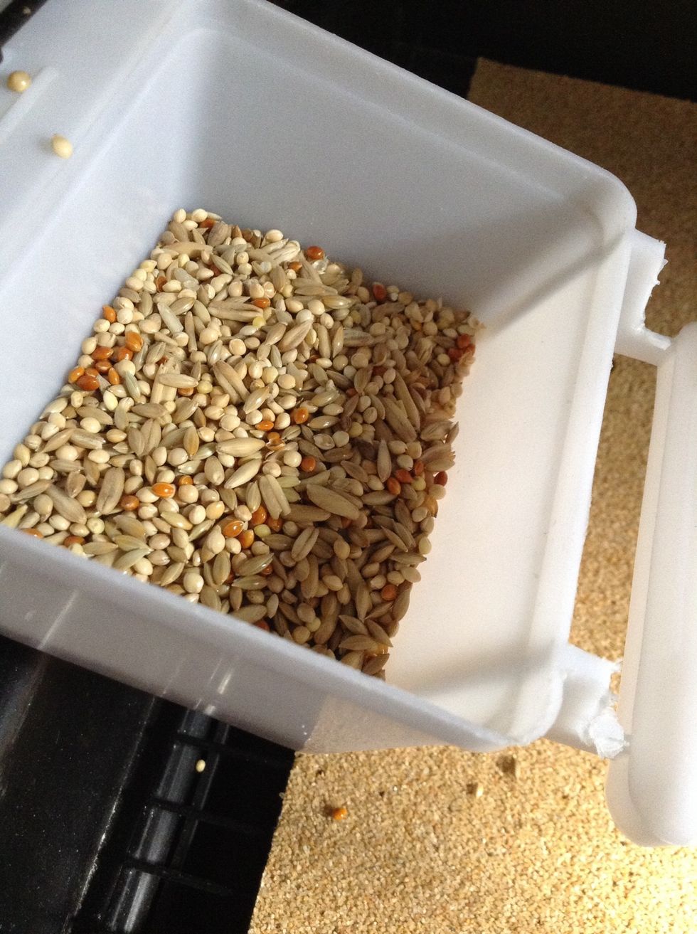 seeds are the #1 thing budgies should be able to eat.