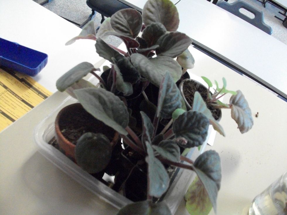 Select a suitable pot for your cutting. You might want to use a normal-sized flower pot for one plant or you can even have a number of cuttings in the same pot, planted apart from each other.