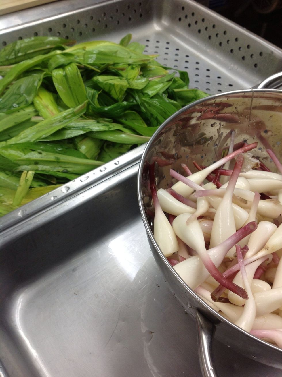 Separate bulbs from leaves. Pickle the bulbs