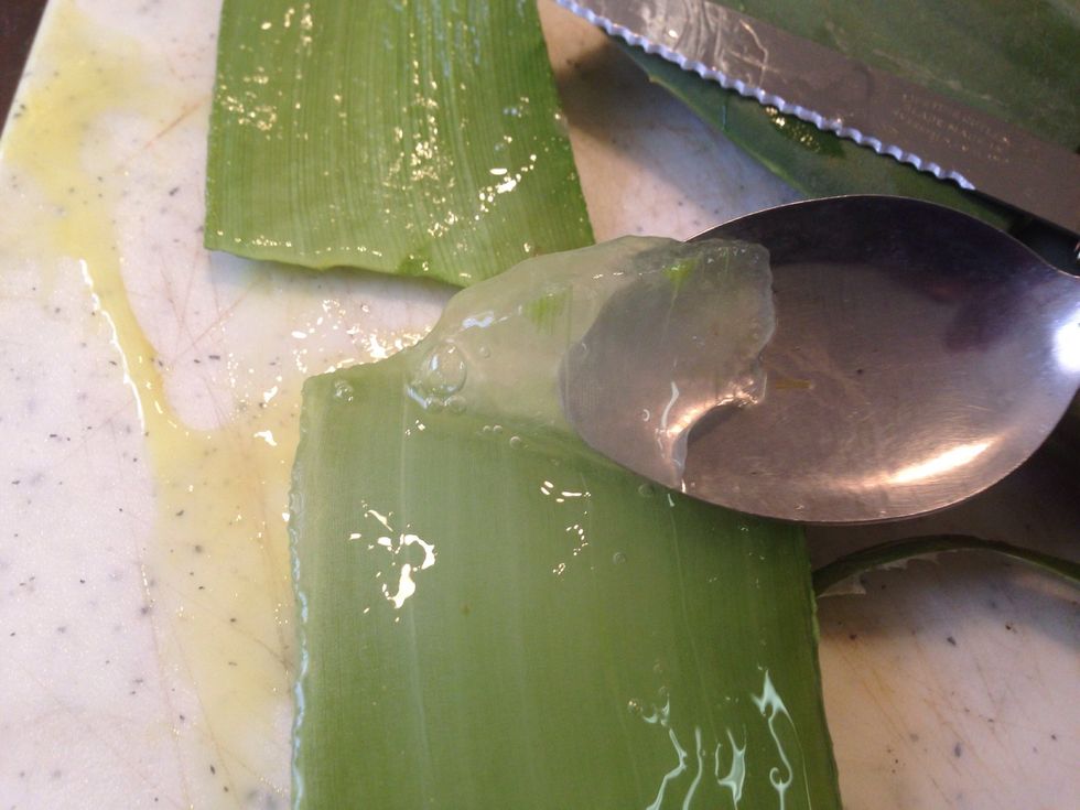 Separating the meat from the outside of the aloe leaf with the spoon. Scrape until all the meat is off the leaf