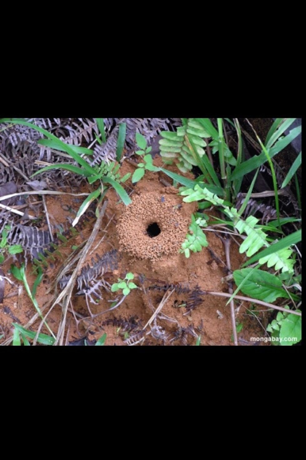 Set out bait by found ant hills (but away from your outdoor animals.) If we get crazy and pour boiling water in the hole, they will run out on you. Ants are kin to the wasp, they can sting!