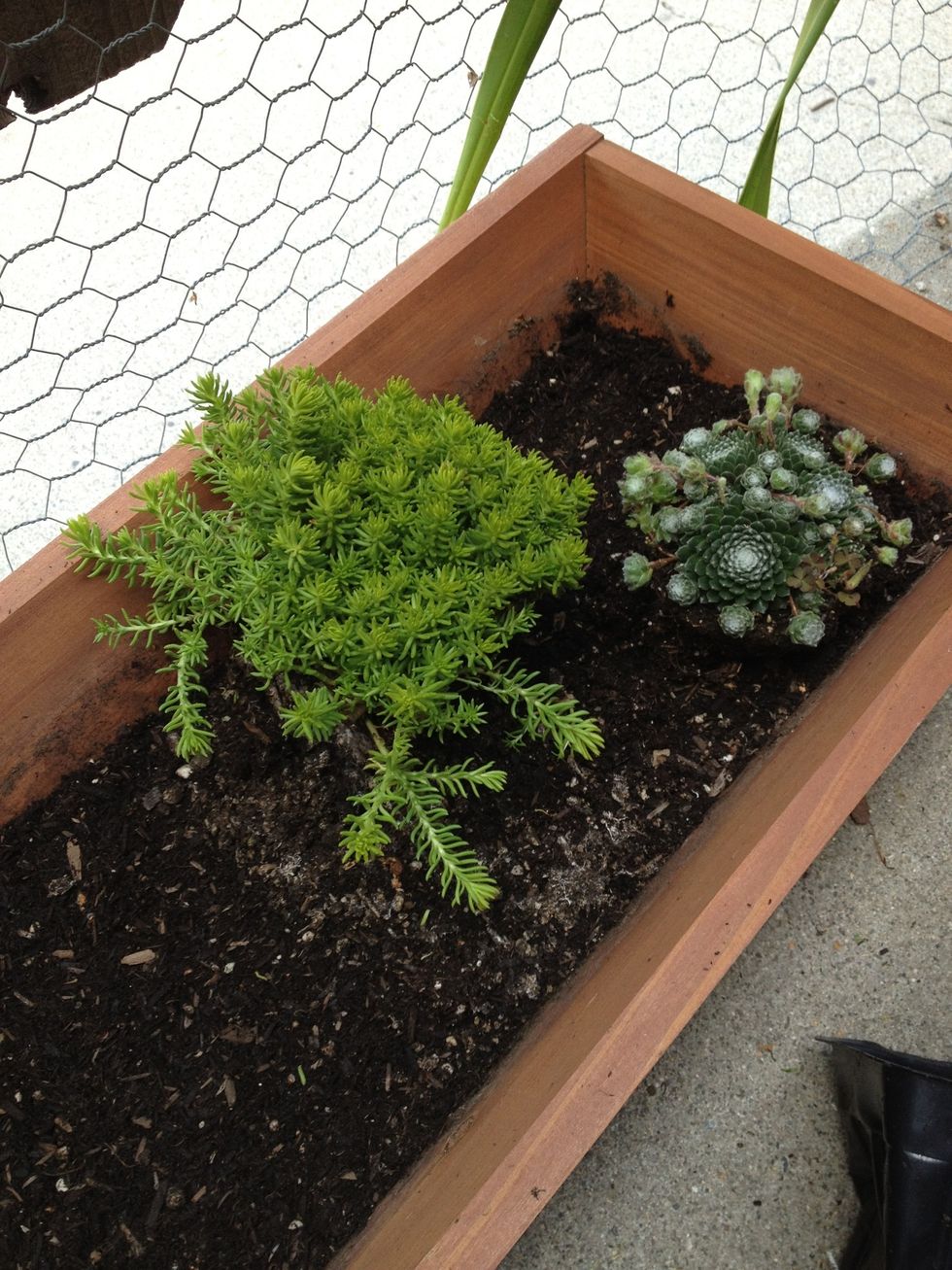 Set plants right on top of the half layer of soil. No need to dig individual holes.