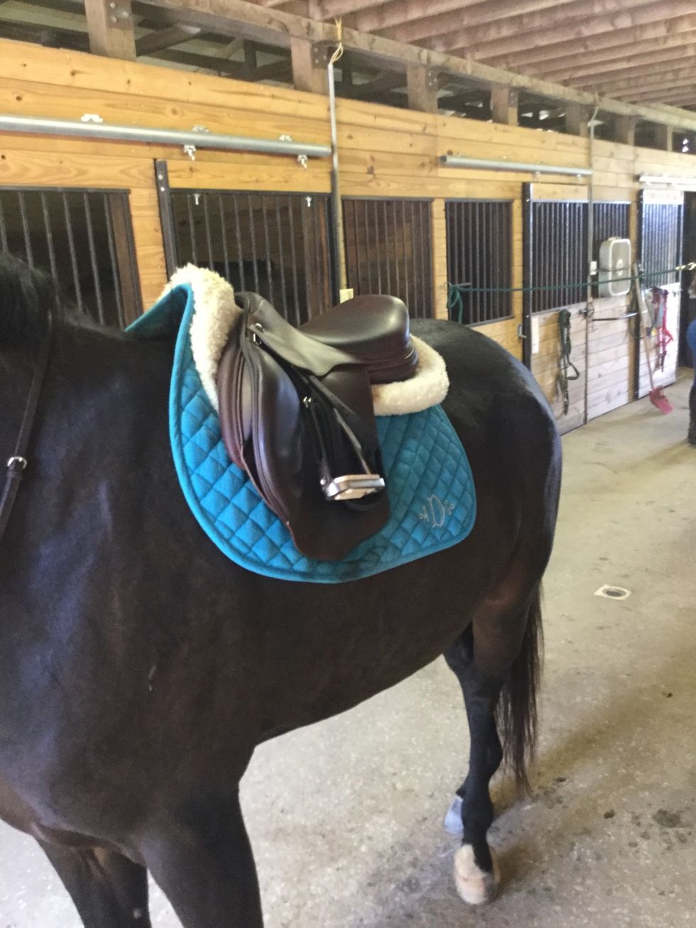 Set the saddle gently on the back and pull the half pad and saddle pad up under the front of the saddle.