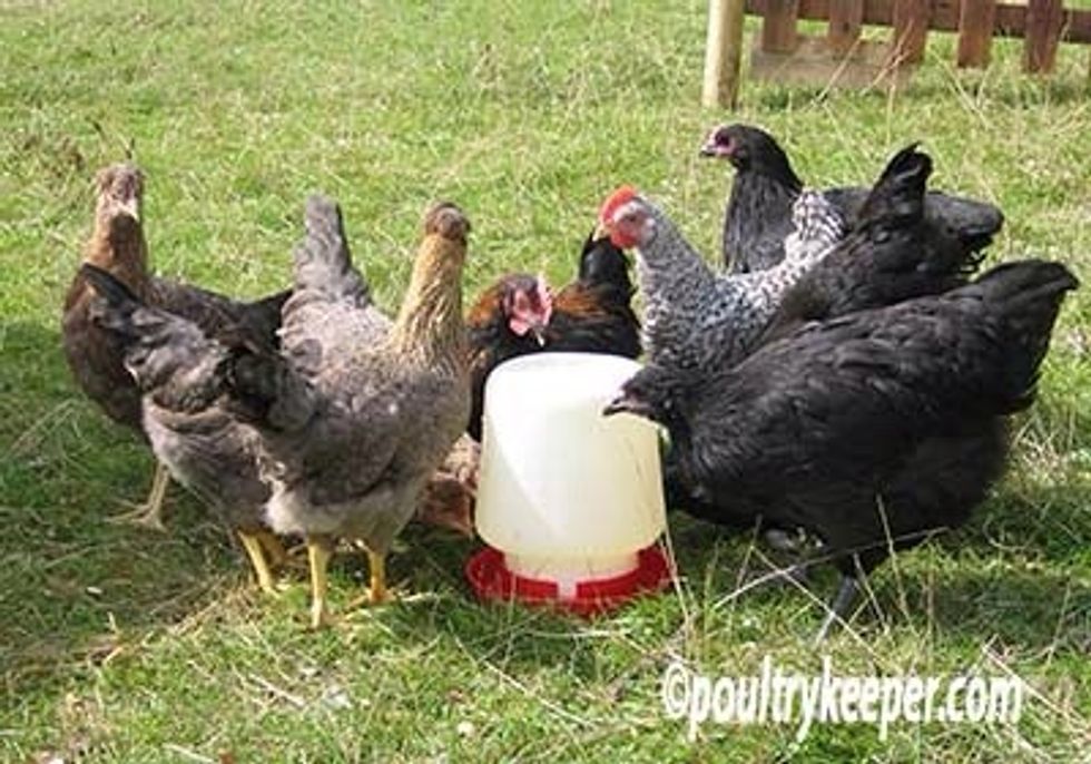 Set up your food system with the correct food this can be a range of things but newly hatched chickens can eat a mix of grains and chook food, after one year the chooks can eat kitchen scraps