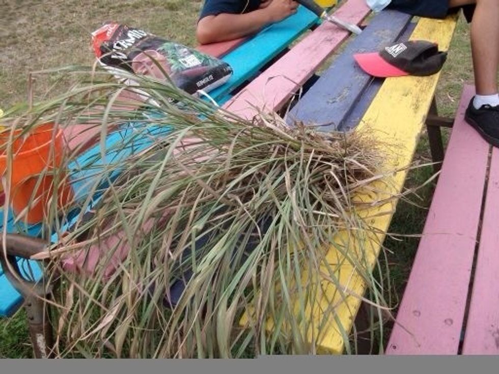 Shake any soil or dirt out of the roots of the lemon grass