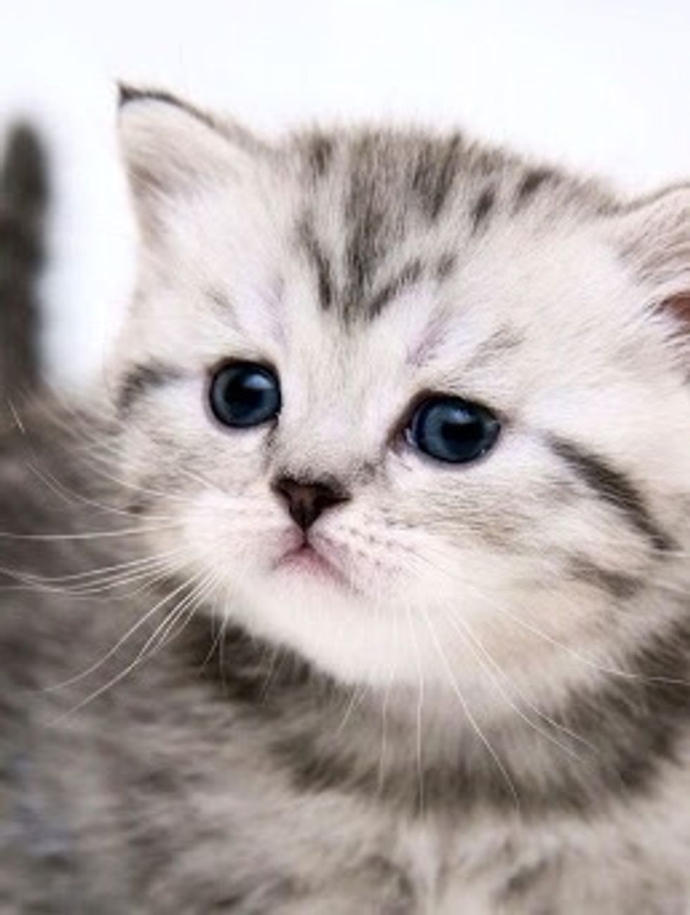 She is a cat ....her name is honeyfluff ....she is 3-4 months old . I\u2764 her