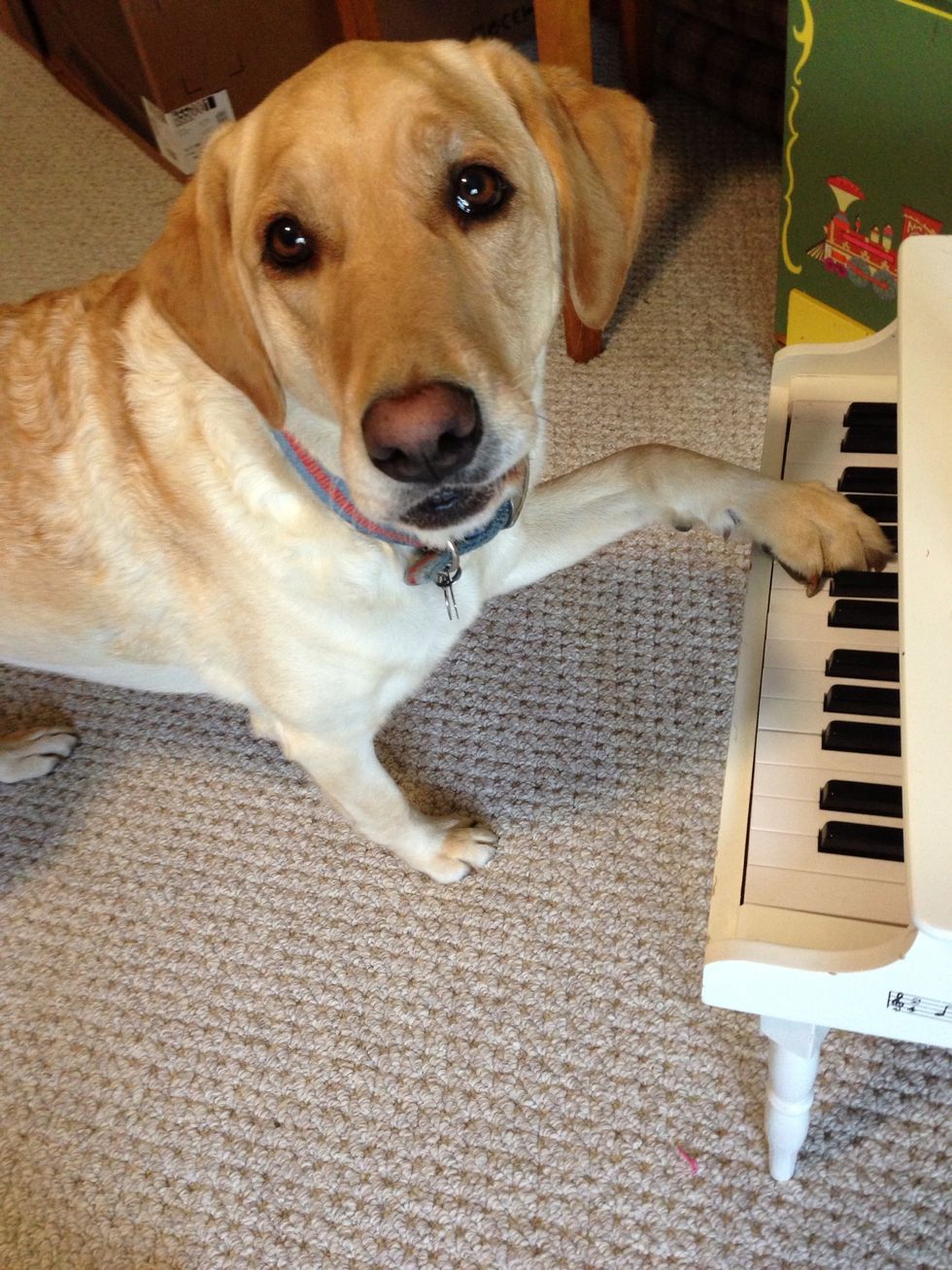 She loved the treat, attention & praise & after about 12 times showing her, she'd do it on command! LOTS of PRAISE plus a treat was all she wanted. She learned in the first day.