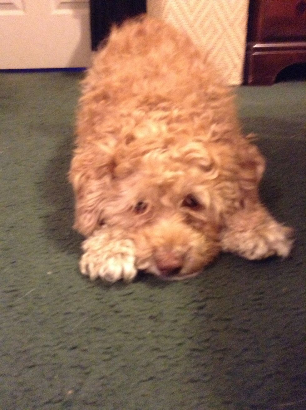 She prolly thinks she was being punished so I gave her another treat.