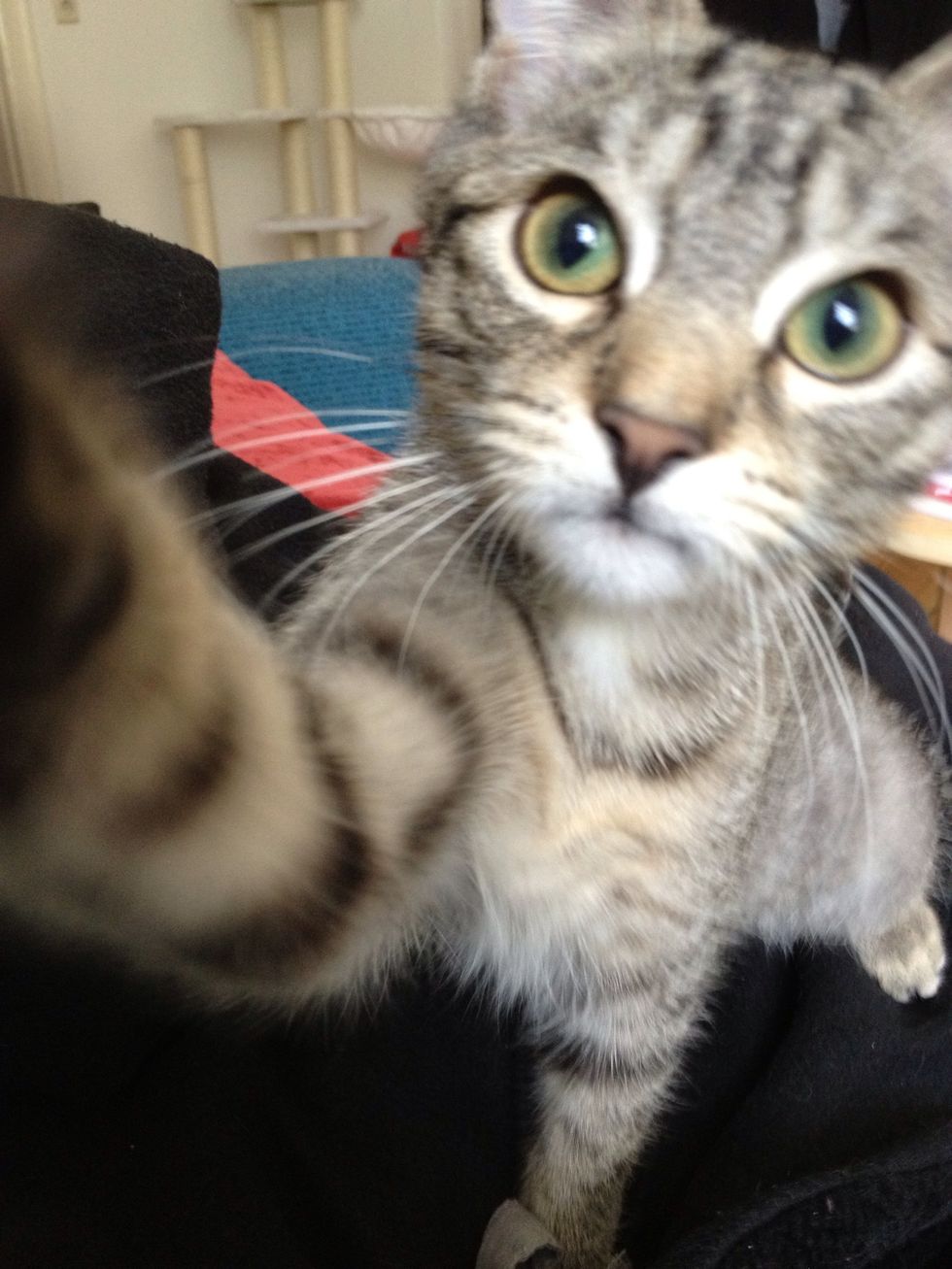 She started high-fiving everything- "If I paw at this, will it make a click? No.. Then how about this?" Adorable :) She wanted play more than food, so for her it was Click = 10 second play session.