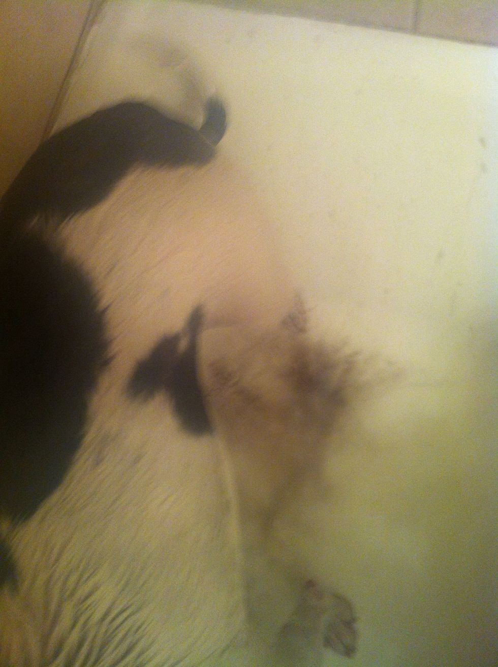 She was VERY dirty, so I washed her twice. Another great thing about this shampoo is that lola (my puppy) will smell great for days. This is the "tropical" scent.