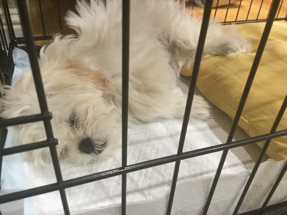 She will sleep in her cage\ud83d\udca4\ud83d\udca4\ud83d\udca4