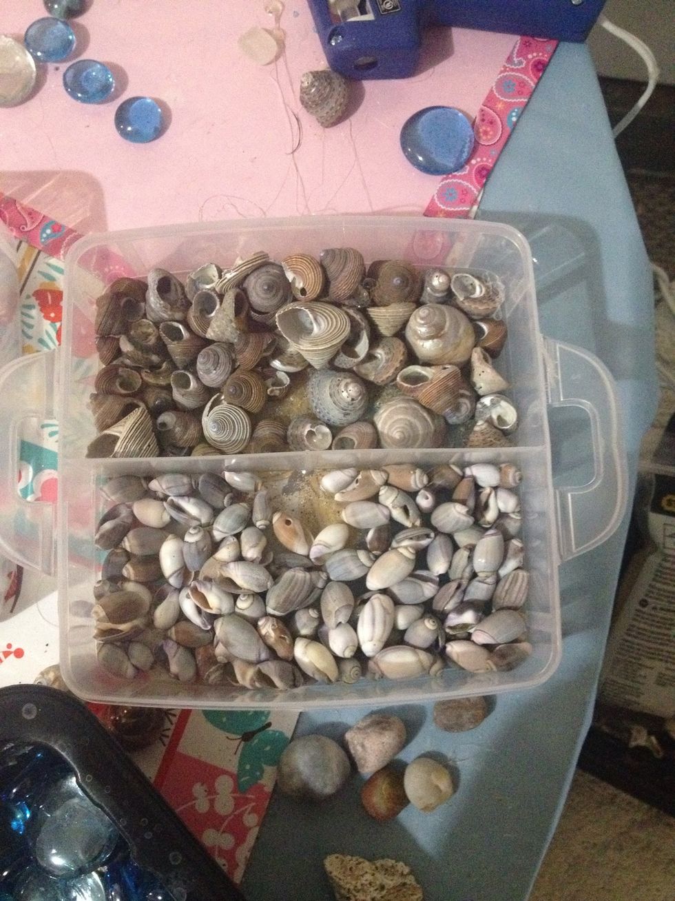 Shells can be glued with hot glue gun. Paint with a coat of glossy mod podge for a protective shine that brings out their colors.