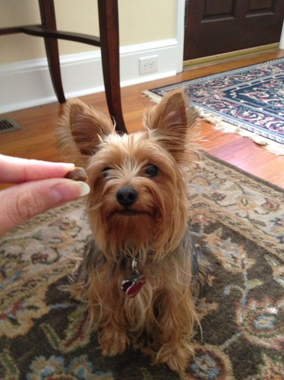 Show your dog that you have a treat. Training-sized treats are a good choice so your dog doesn't fall prey to the obesity epidemic from consuming massive amounts of treats during training.
