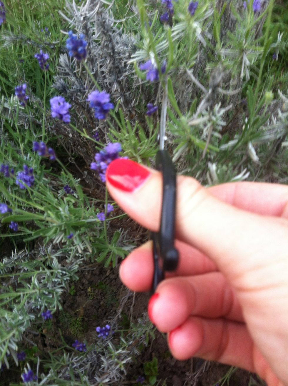 Simpky cut the lavender