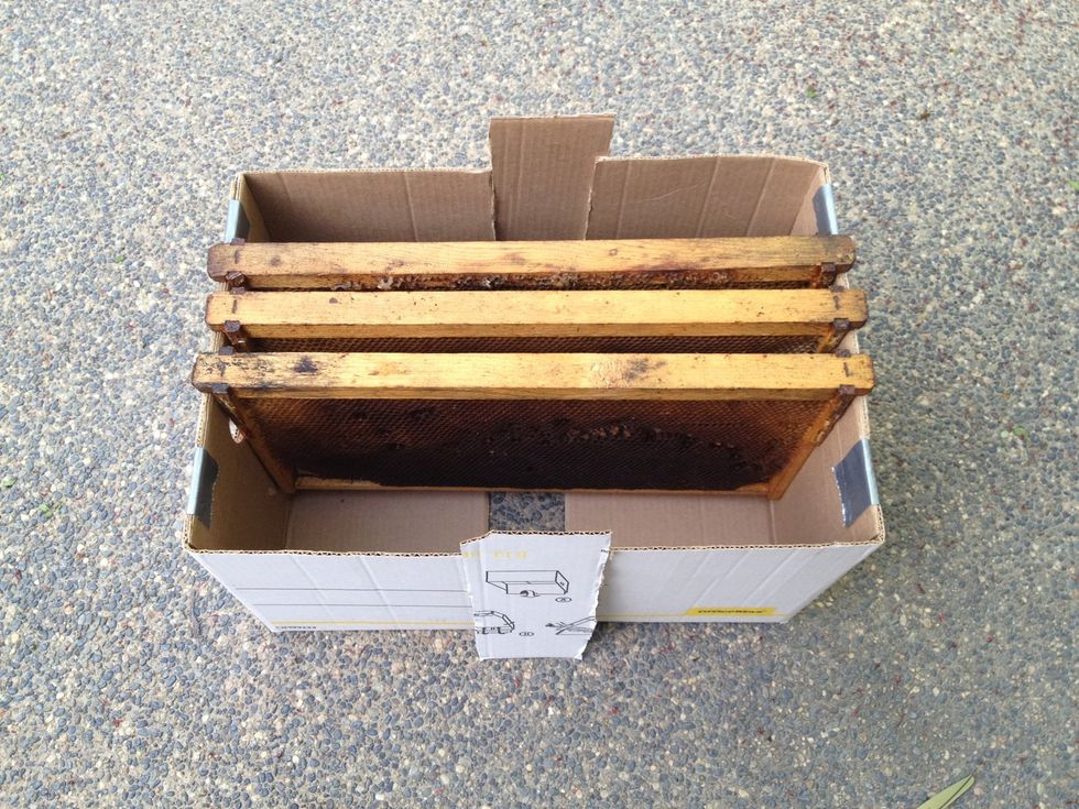 Size the new box width using a few frames.