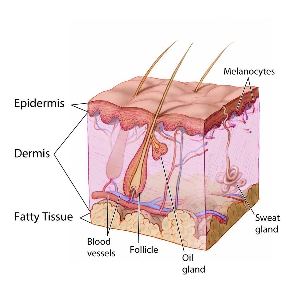 Skin tissue. integumentary system