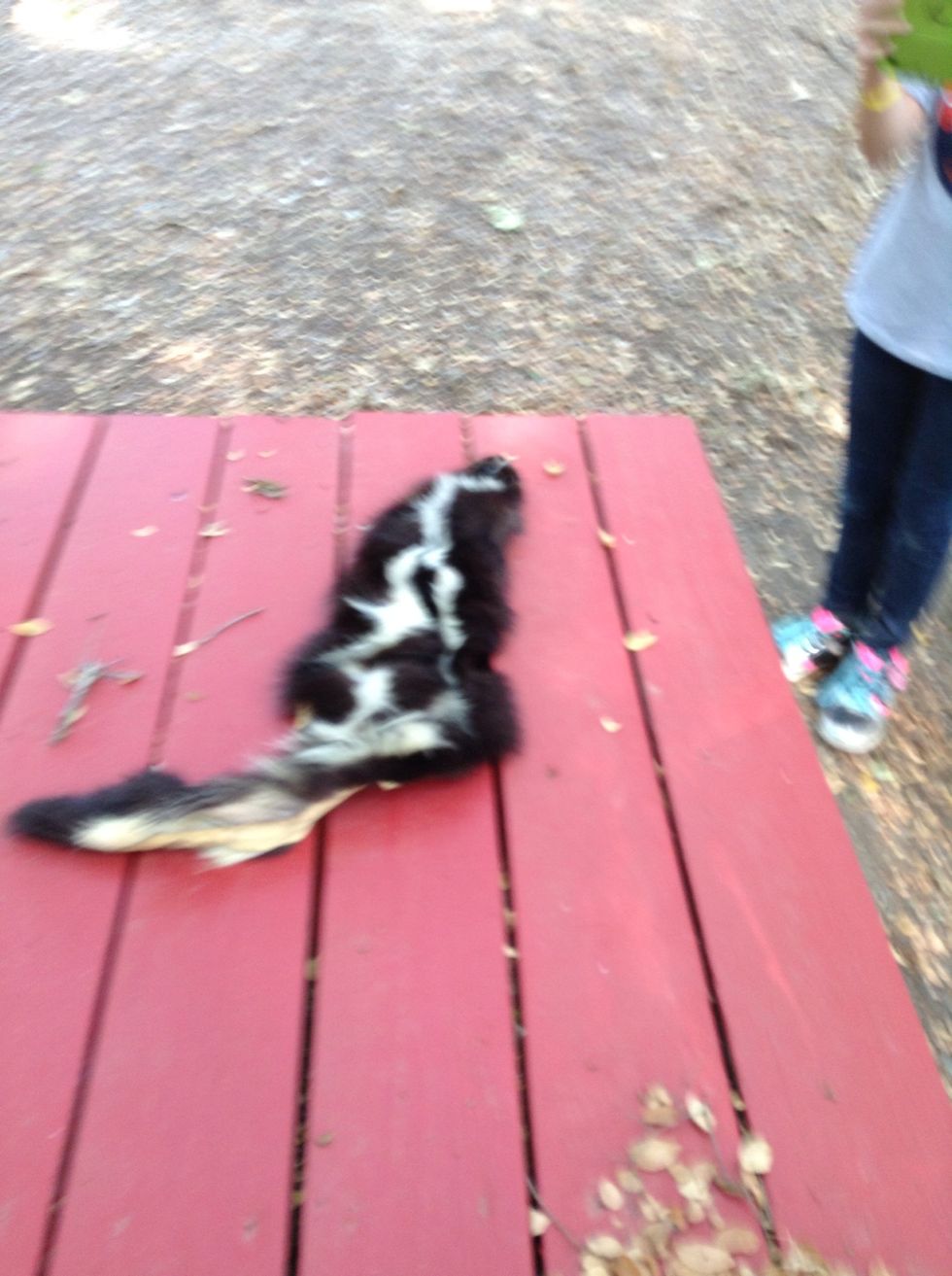 Skunk skin because there's a lot of room