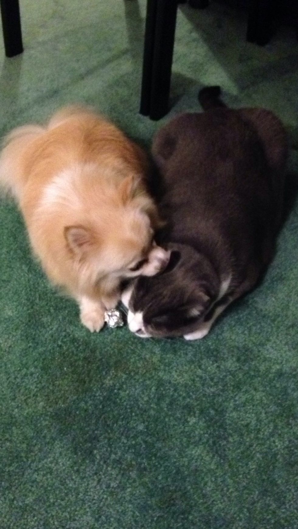 Sleepy time until part two stay tuned :3 pika and miyu bffs