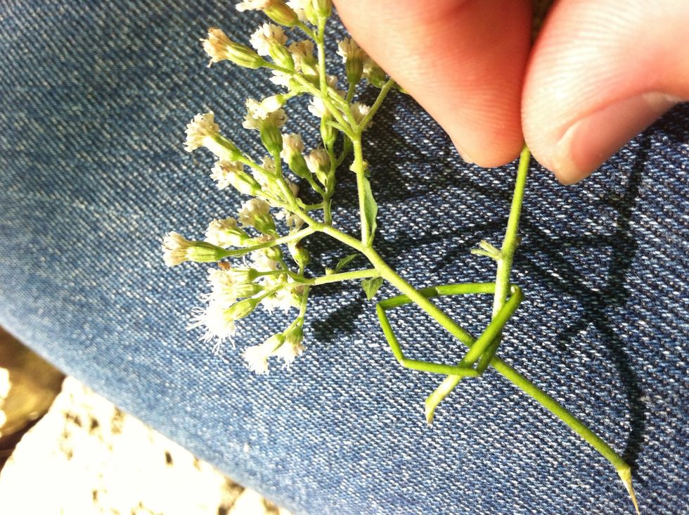 Slide the other stem through the knot