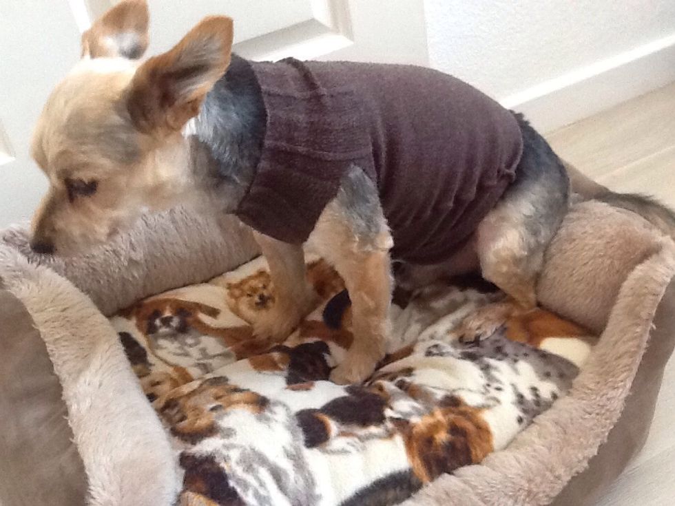 SLIP OVER YOUR DOGS HEAD AND IMAGINE WHERE THE HOLES FOR THE FRONT LEGS NEED TO BE. THIS WILL STOP IT RIDING DOWN WHEN HE OR SHE IS WEARING IT