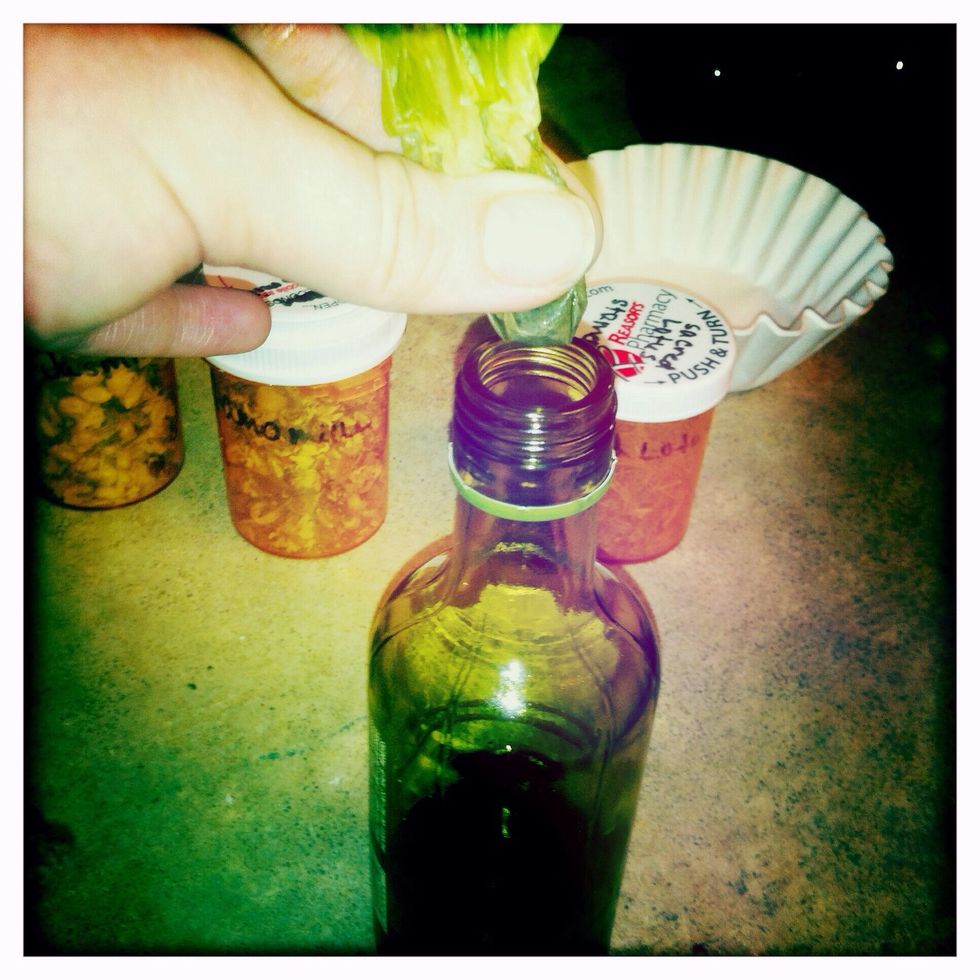 Slowly pour the tincture from the measuring cup into the bottle, careful not to knock the filter off. Squeeze out the rest of the liquid from the coffee filter.