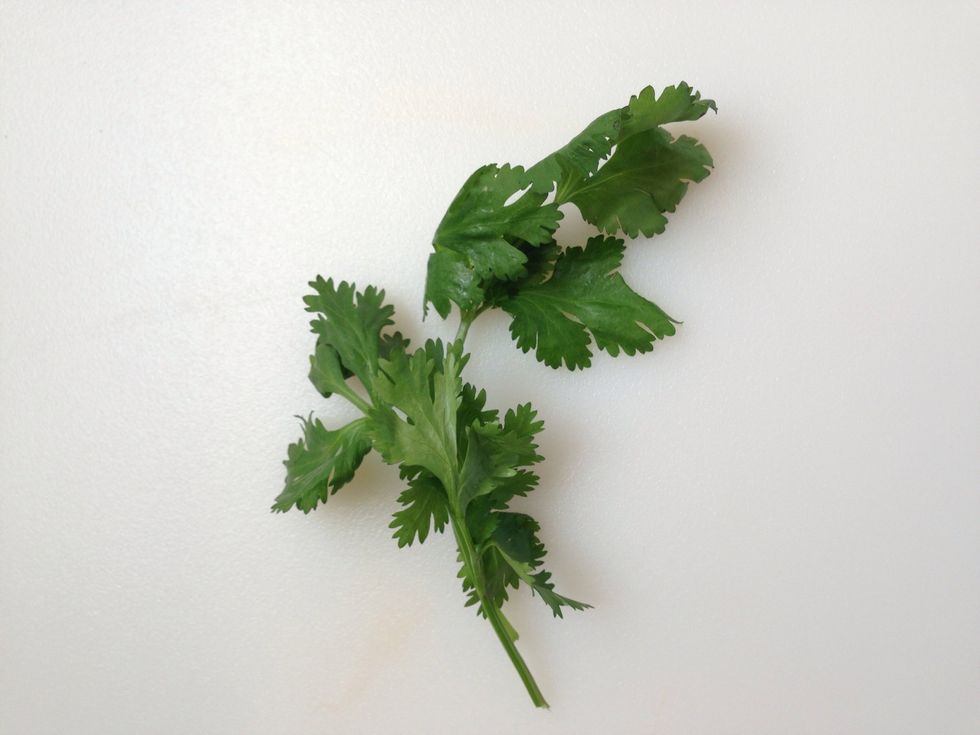 Small Bunch of Cilantro