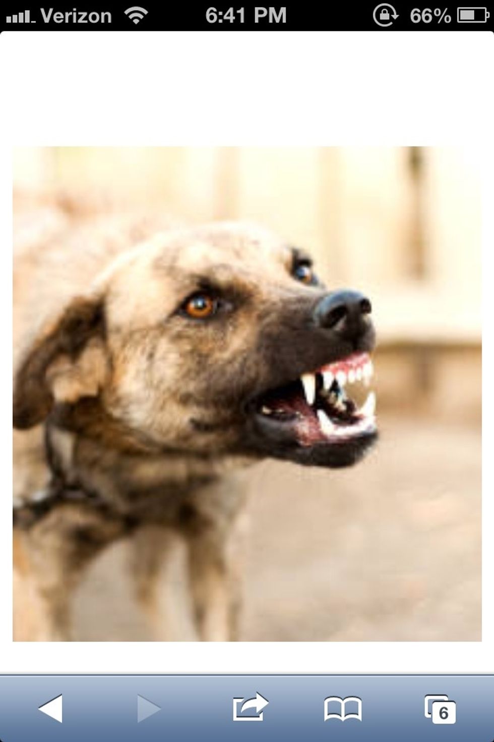 Snarling/growling, bared teeth, ears flattened, intense gaze, body tense and alert, neck craning forward.