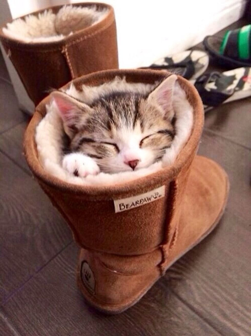 Snow time !!!!!!!!! Look who is asleep in my boots !!