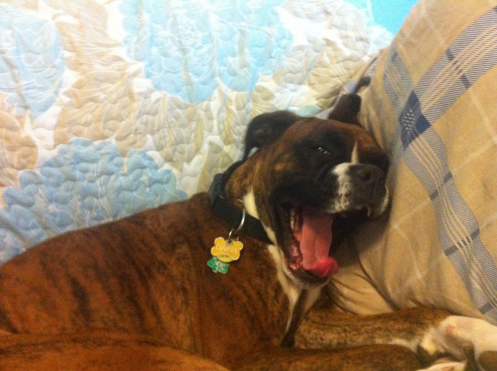 So don't give up on your dog :). I would show a video of her doing it but she only rings it if we aren't in the room or if she can't see us. If we are there she just stares at us with "the look" haha.