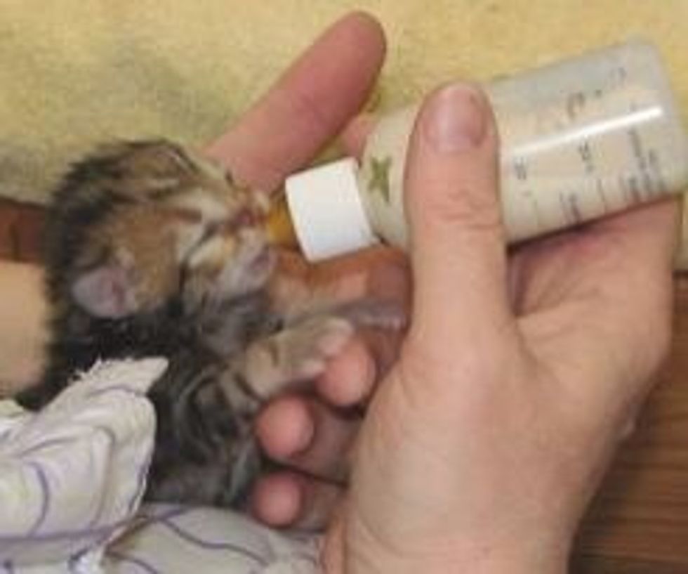 So, I found 10 kittens 3 of them have names, the rest don't. I need your help to name these little guys. Be as weird as you can. Nothing like, fluffy or snuggles. Something badass. Have fun.