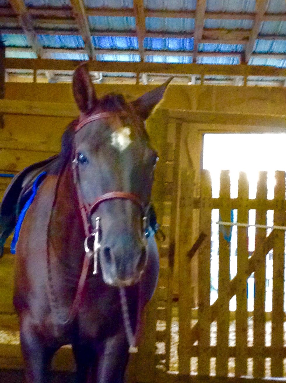 So like a horse, the passcode would be 467737 because when you put in passcodes it has numbers and letters