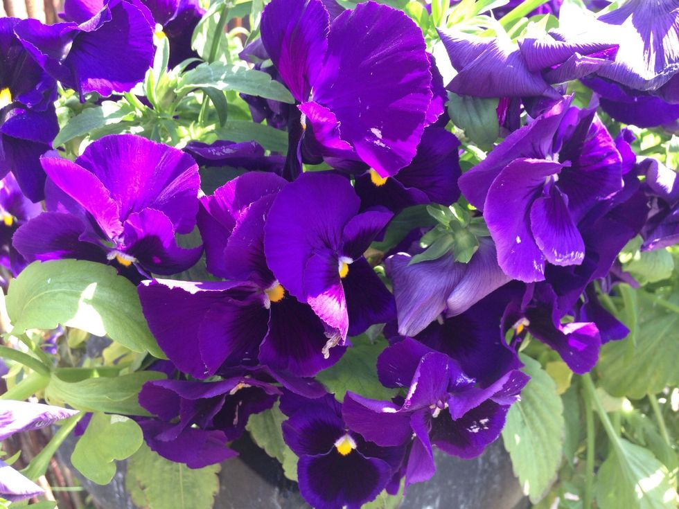 So many beautiful flowers in my garden.