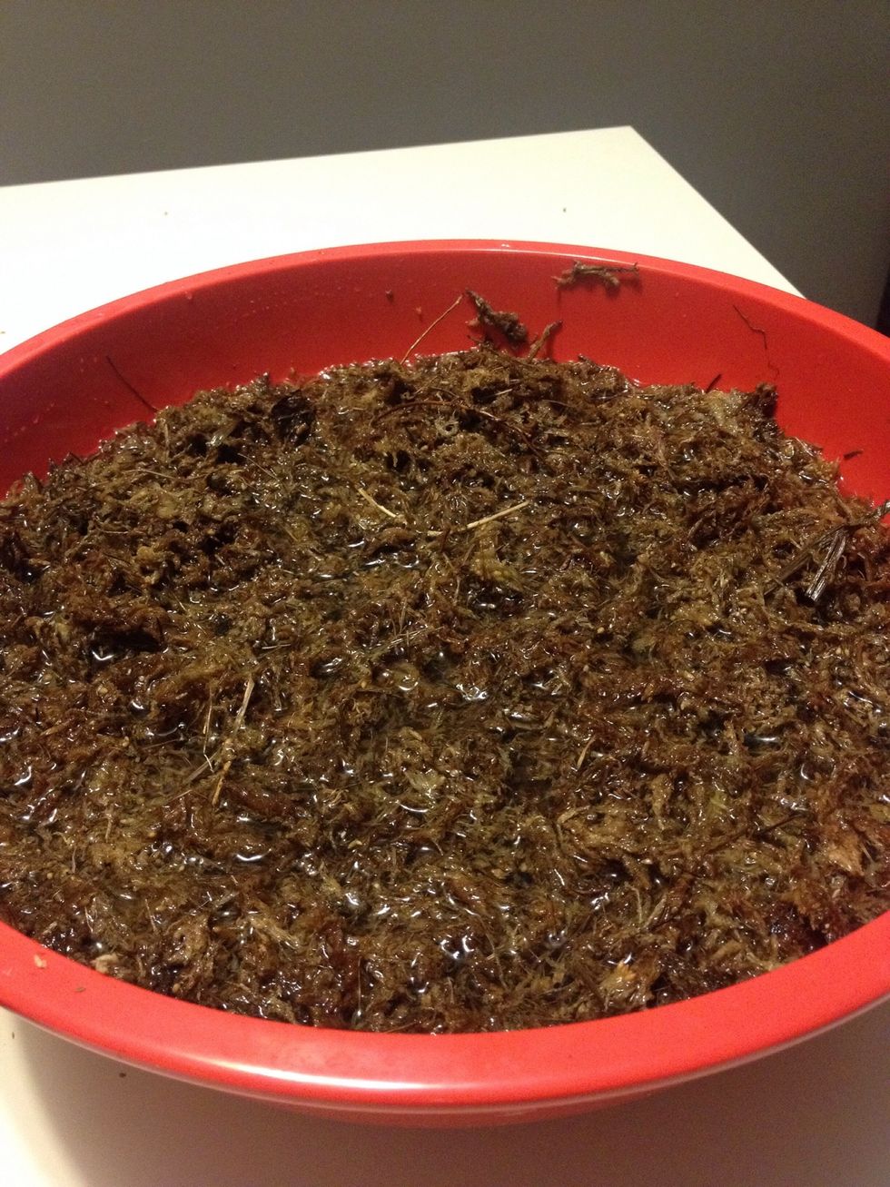 Soak the sphagnum moss in water.