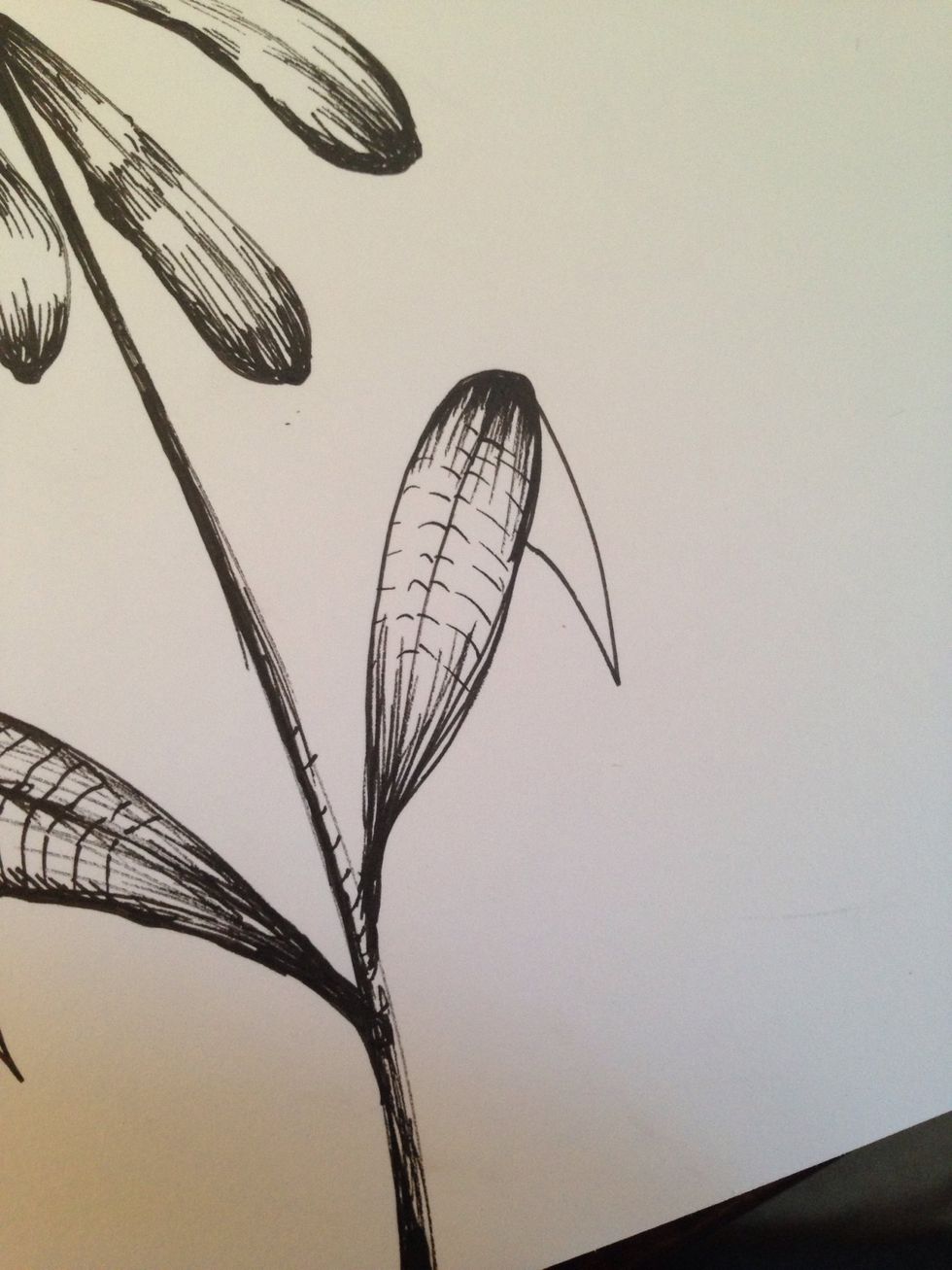 Some lines to represent the veins in the leaf