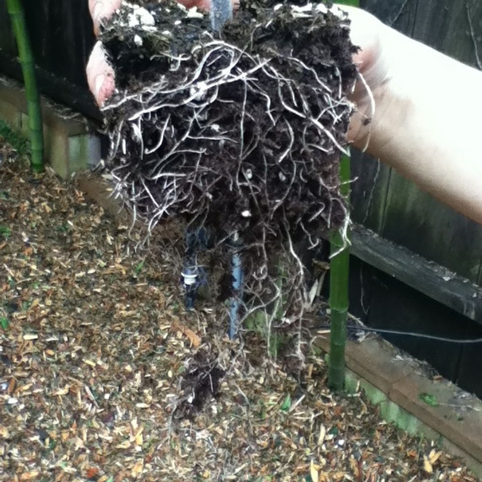 Some plants are very root bounded so separate them a bit.