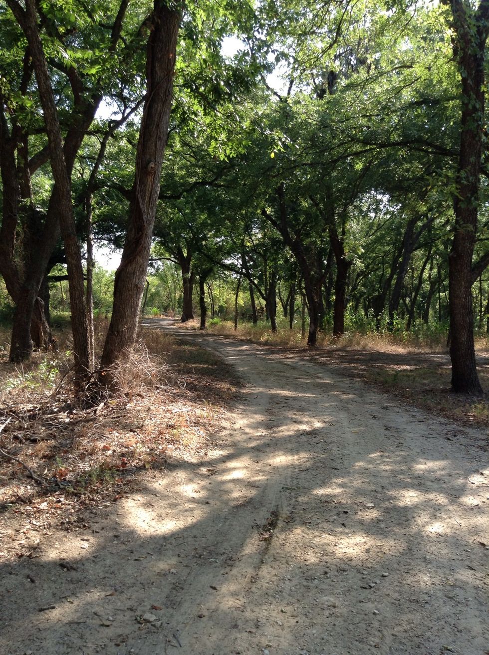 Some trees where fat some where not fat.