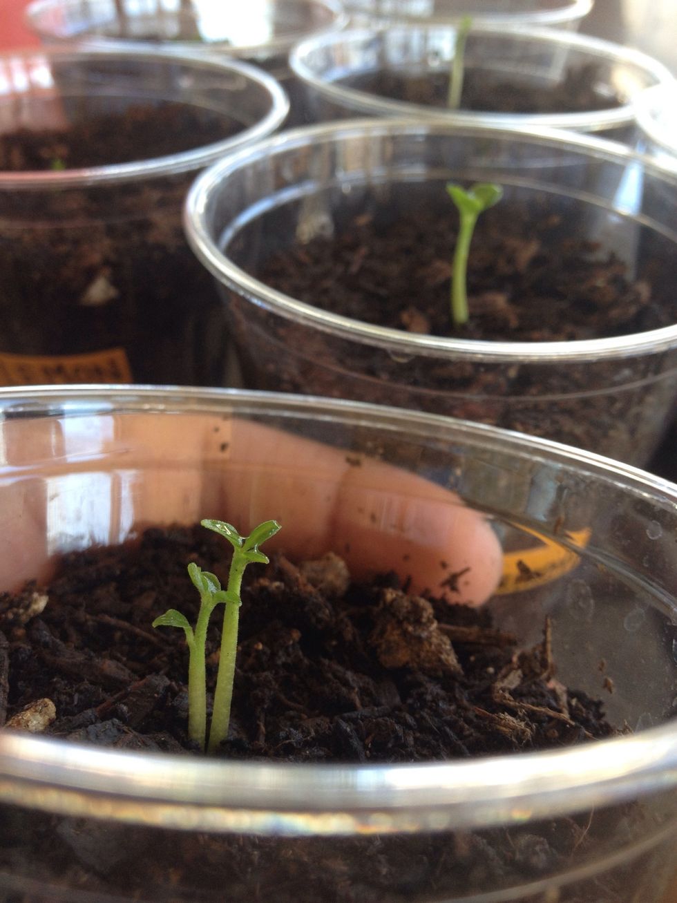 Sometimes you may get a seed that sprouts two shoots, this is called a polly embryonic plant. Usually the smaller shoot will not bear fruit, while the taller one will bear fruit identical to the lemon
