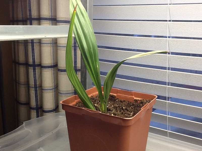 How to grow a medjool date palm from seed - B+C Guides